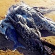 Si no puedes tragártelo de un solo bocado, olvídate de digerirlo tranquilamente. Querer ganar proyectos grandes en Social Media tiene algo de buscar el pelotazo sin medir las...