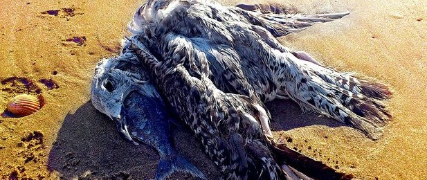 Si no puedes tragártelo de un solo bocado, olvídate de digerirlo tranquilamente. Querer ganar proyectos grandes en Social Media tiene algo de buscar el pelotazo sin medir las...