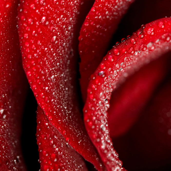Rosa de Sant Jordi