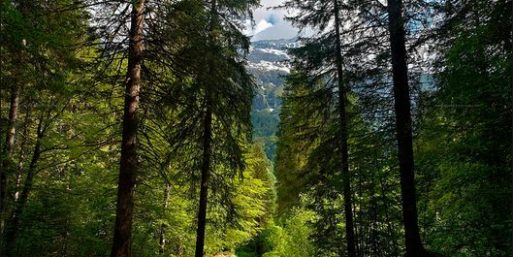 El bosque no es la basura