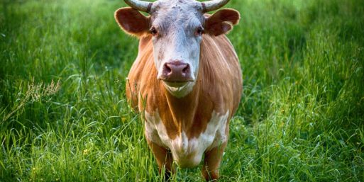Vacas sagradas