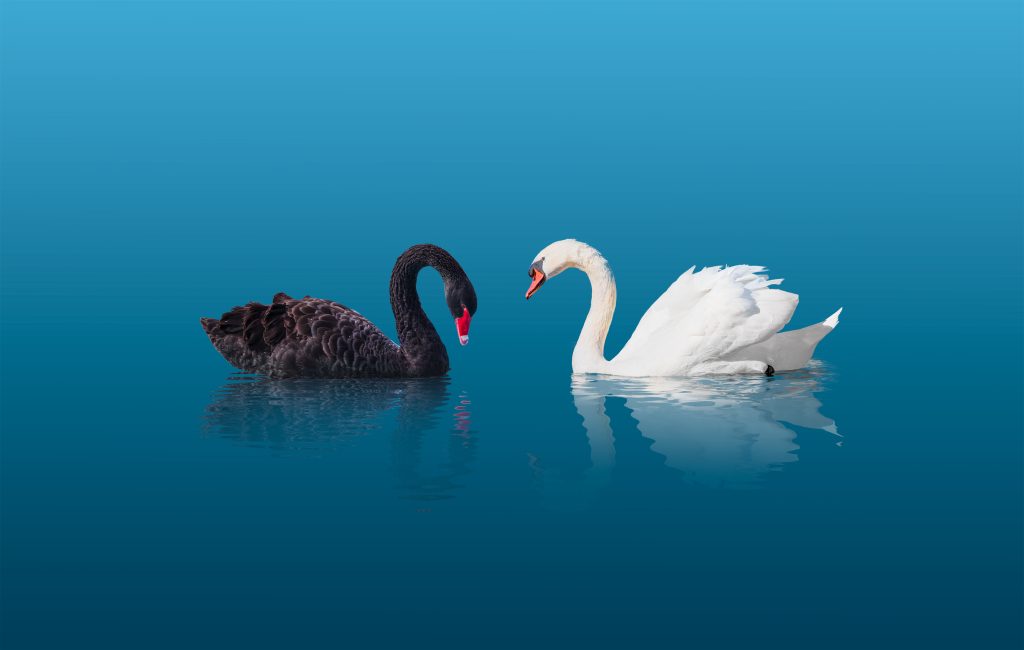 Cisne negro, cisne blanco