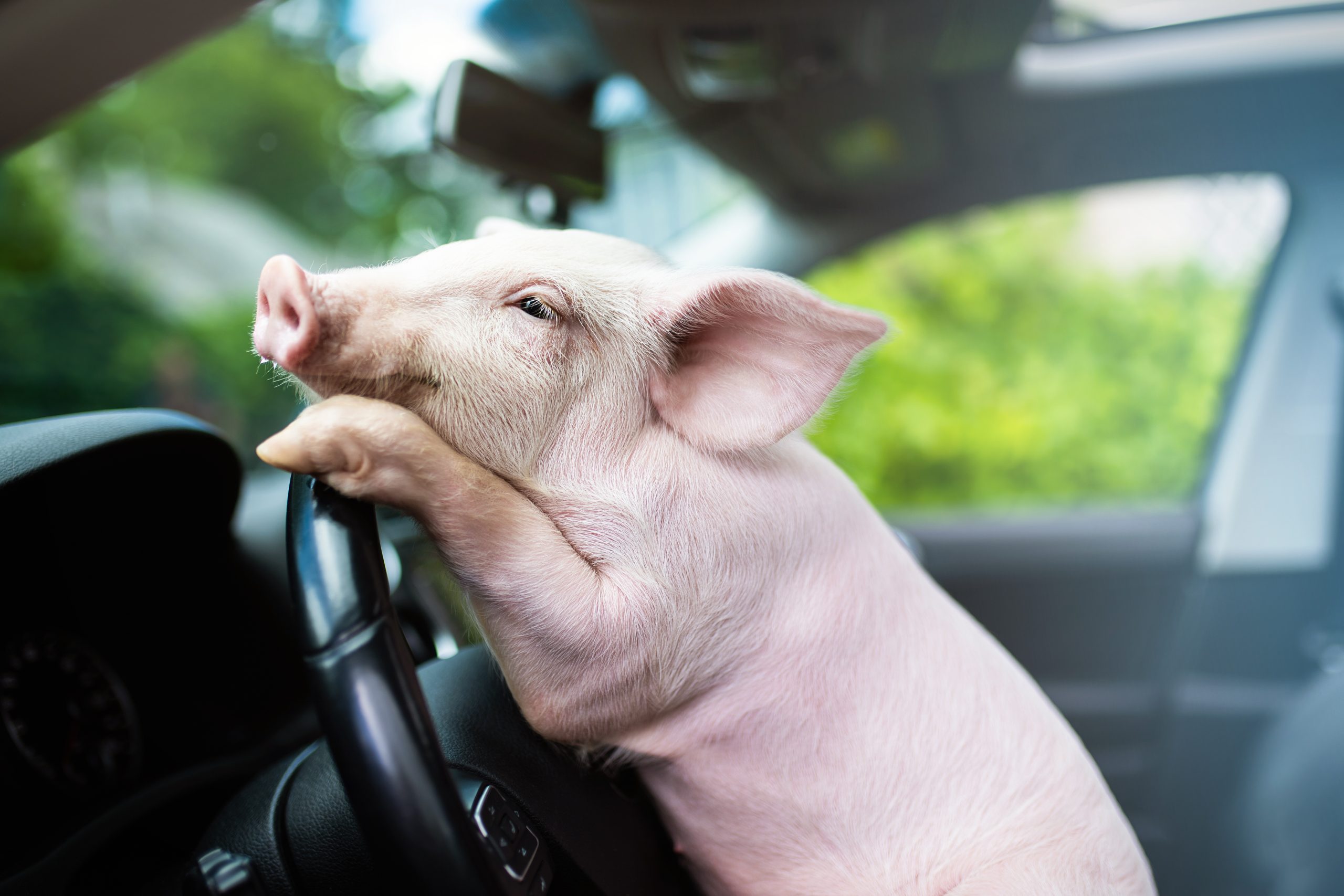 Divertido cerdo colgando sus patas en el volante de un coche. Cerdo conductor. Fotografía real, NO IA | fotografía por: the len